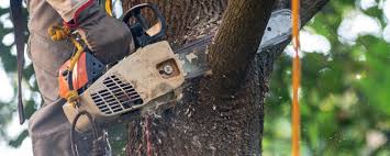 Best Utility Line Clearance  in Olean, NY