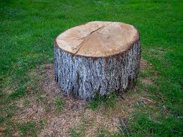 Best Arborist Consultation Services  in Olean, NY
