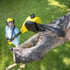 Best Tree Trimming and Pruning  in Olean, NY