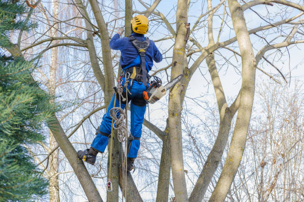 Best Lawn Watering Services  in Olean, NY