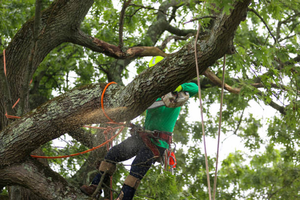 Best Commercial Tree Services  in Olean, NY