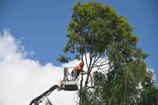 How Our Tree Care Process Works  in  Olean, NY