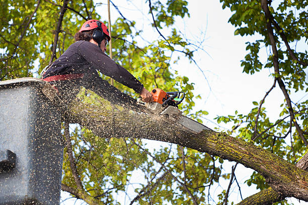 Best Fruit Tree Pruning  in Olean, NY