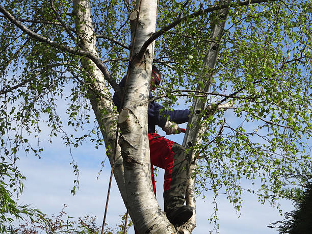 Mulching Services in Olean, NY