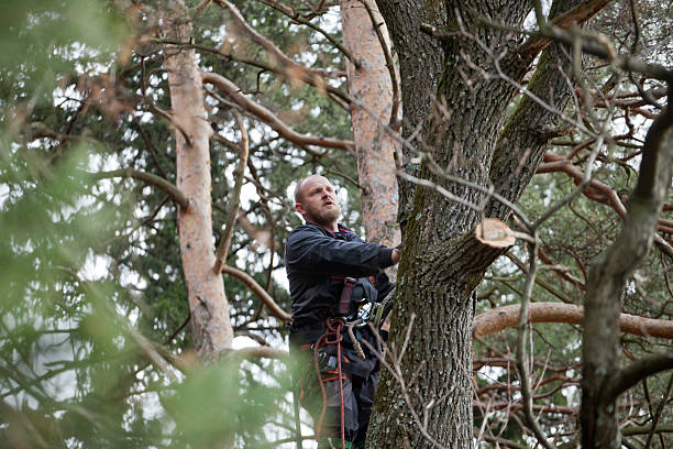 Olean, NY Tree Care Company