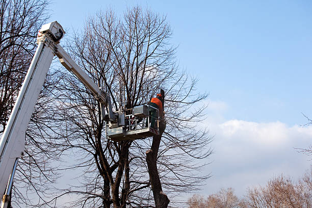 How Our Tree Care Process Works  in  Olean, NY