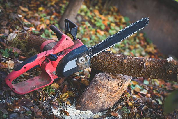 Best Root Management and Removal  in Olean, NY