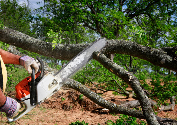 Best Tree Preservation Services  in Olean, NY
